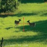 Mirino digitale giorno e notte WRAITH 4K MINI  2-16x32 - Sightmark