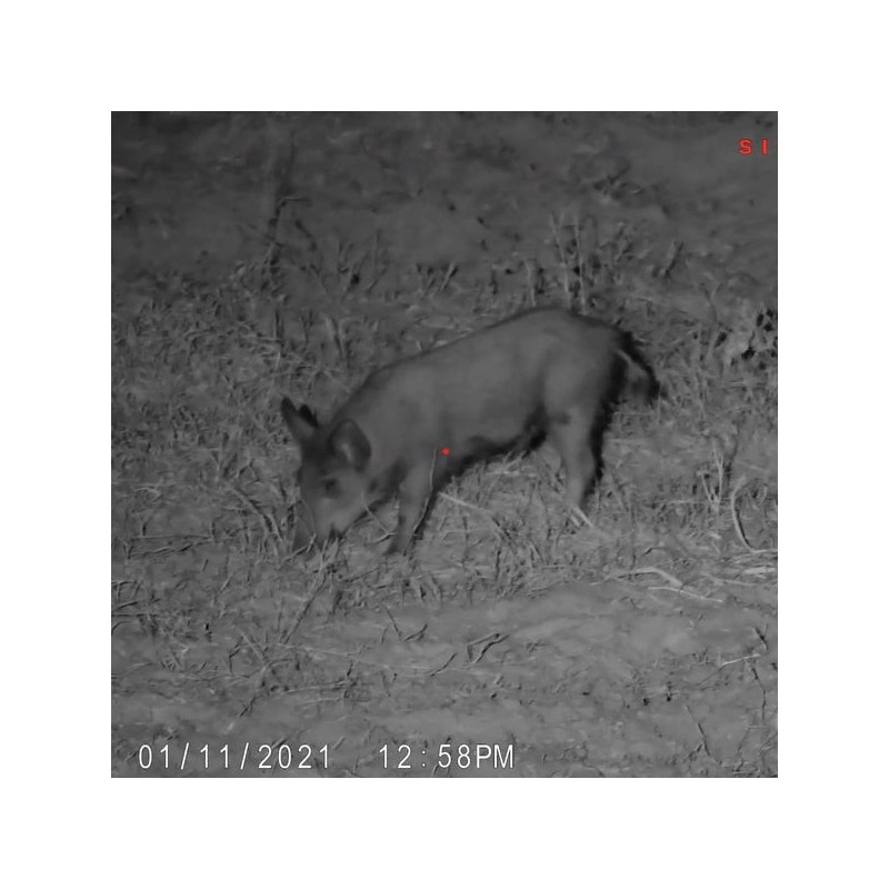 Mirino digitale giorno e notte WRAITH 4K MINI  2-16x32 - Sightmark