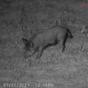 Mirino digitale giorno e notte WRAITH 4K MINI  2-16x32 - Sightmark